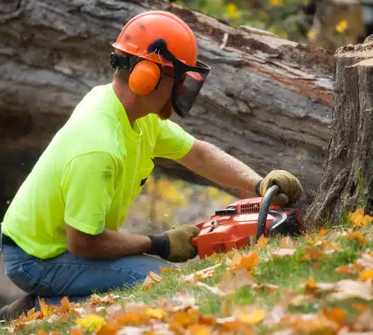 tree services Kalida